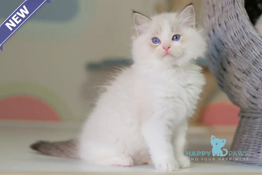 Nolan Ragdoll male seal lynx bicolour live animals