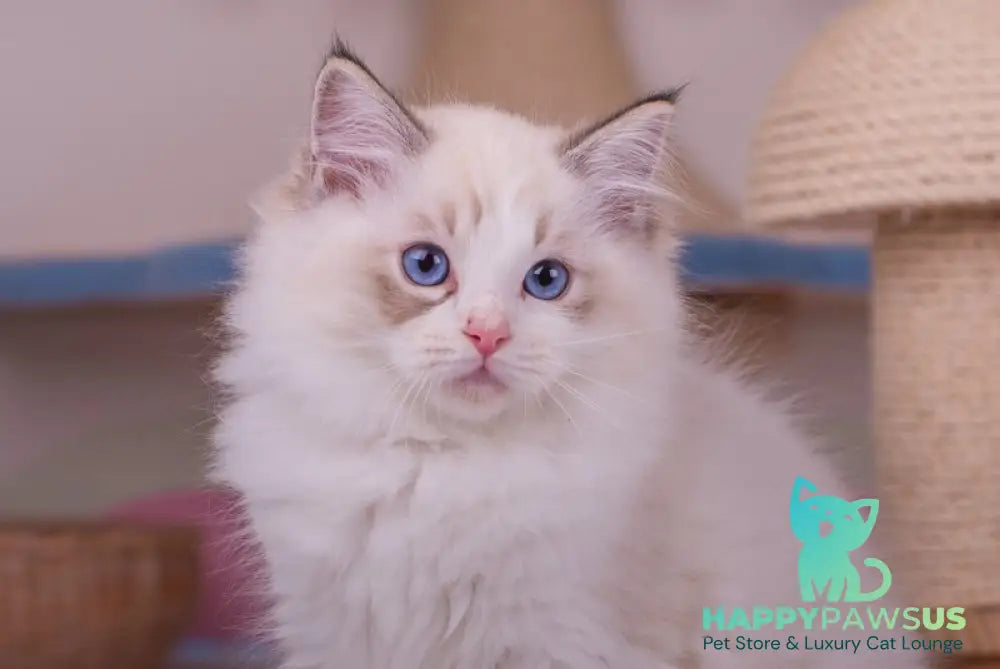 Nolan Ragdoll male seal lynx bicolour live animals