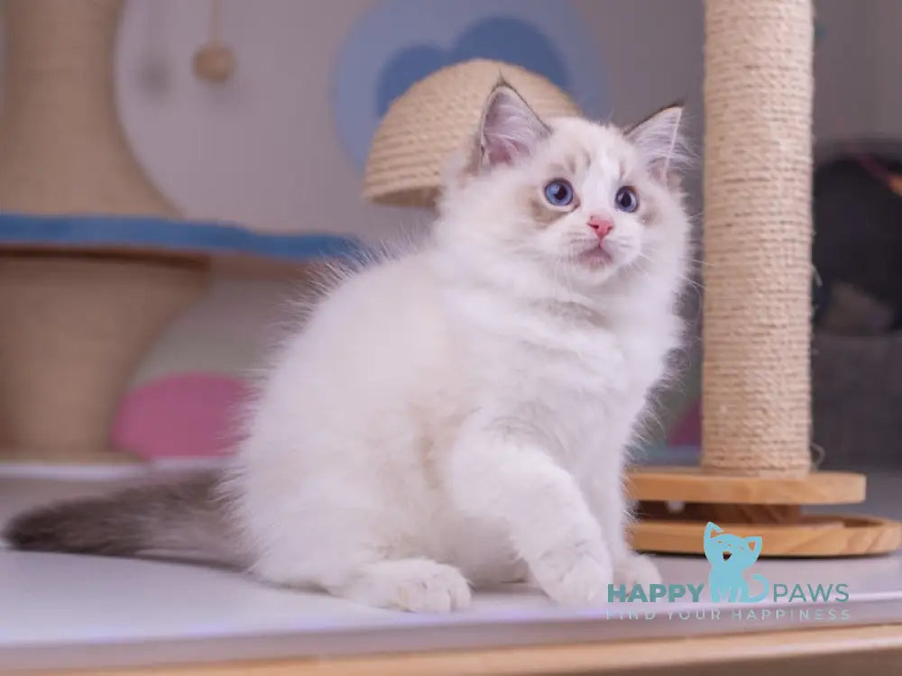 Nolan Ragdoll male seal lynx bicolour live animals