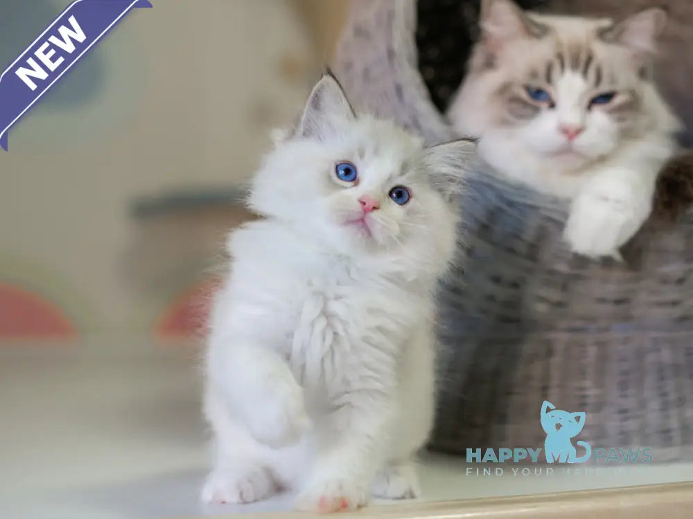 Nolan Ragdoll male seal lynx bicolour live animals