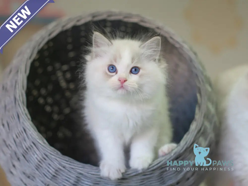 Nolan Ragdoll male seal lynx bicolour live animals