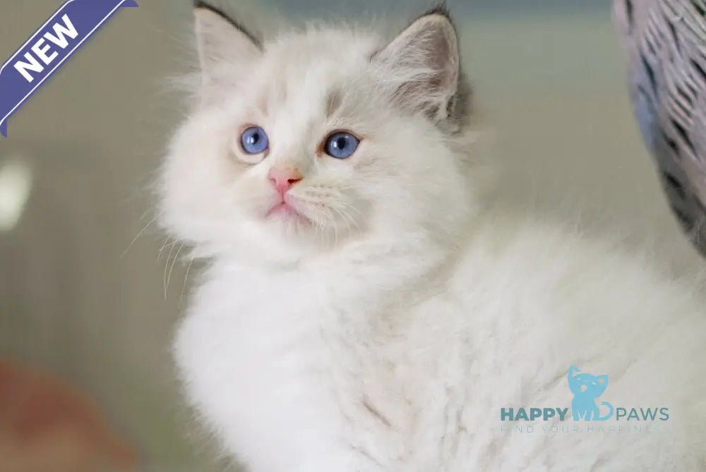 Nolan Ragdoll male seal lynx bicolour live animals