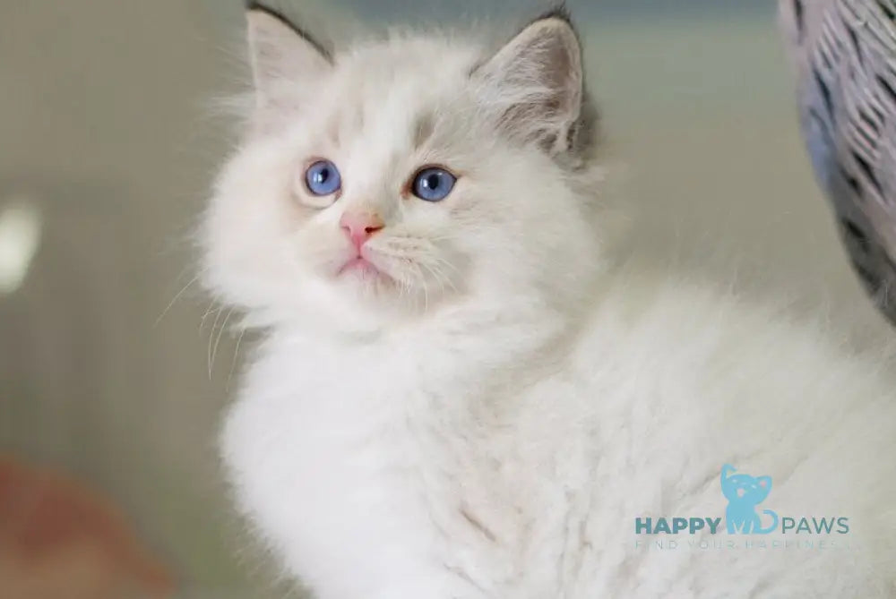 Nolan Ragdoll male seal lynx bicolour live animals
