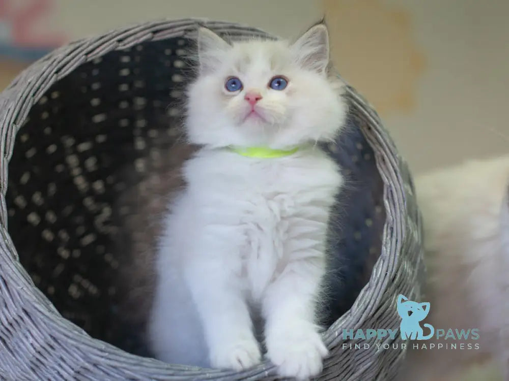 Nolan Ragdoll male seal lynx bicolour live animals