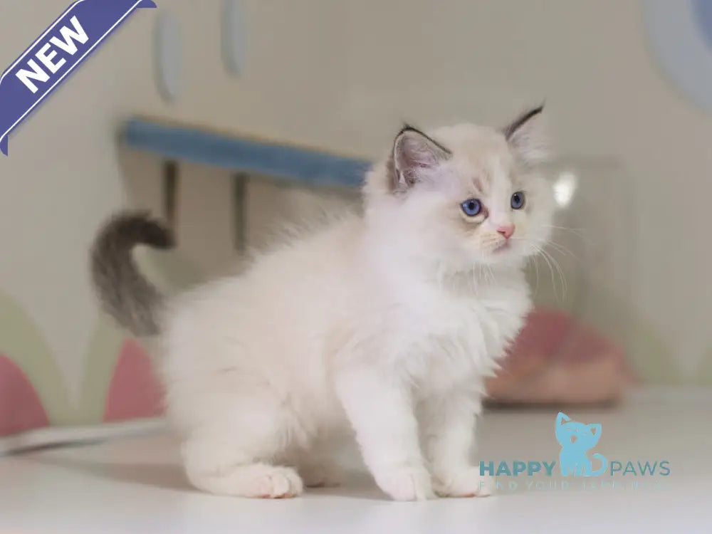 Nolan Ragdoll male seal lynx bicolour live animals