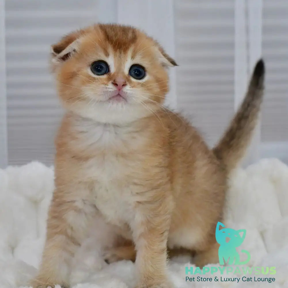 Nolan Scottish Fold male black golden shaded - live animals