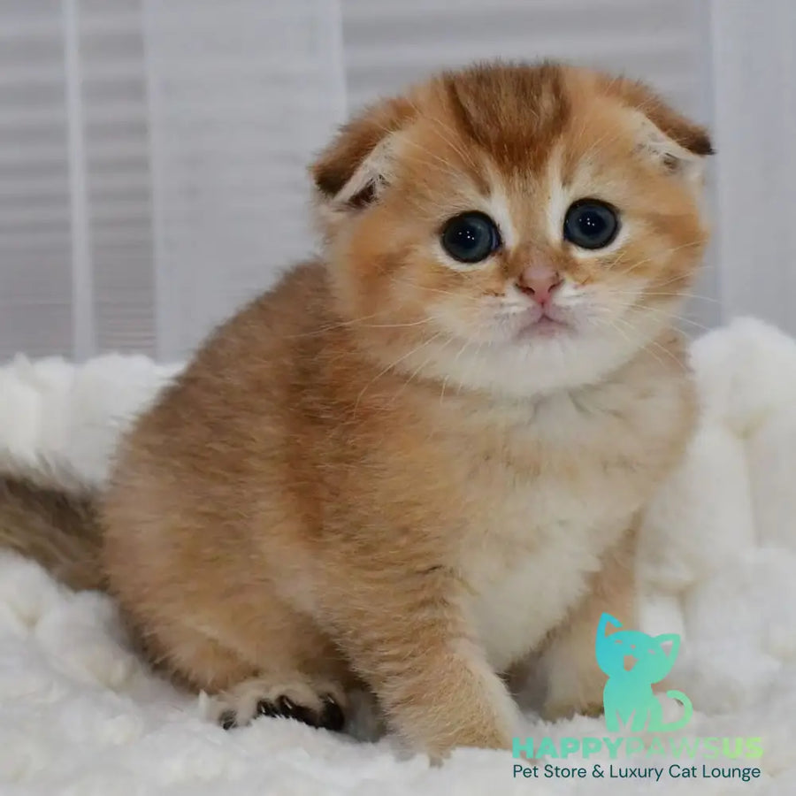 Nolan Scottish Fold male black golden shaded - live animals