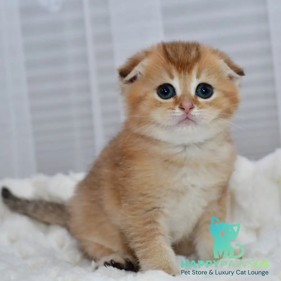 Nolan Scottish Fold male black golden shaded - live animals