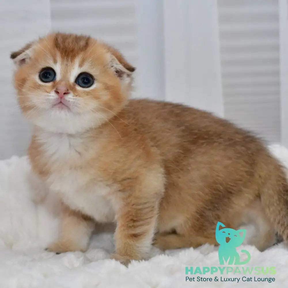 Nolan Scottish Fold male black golden shaded - live animals