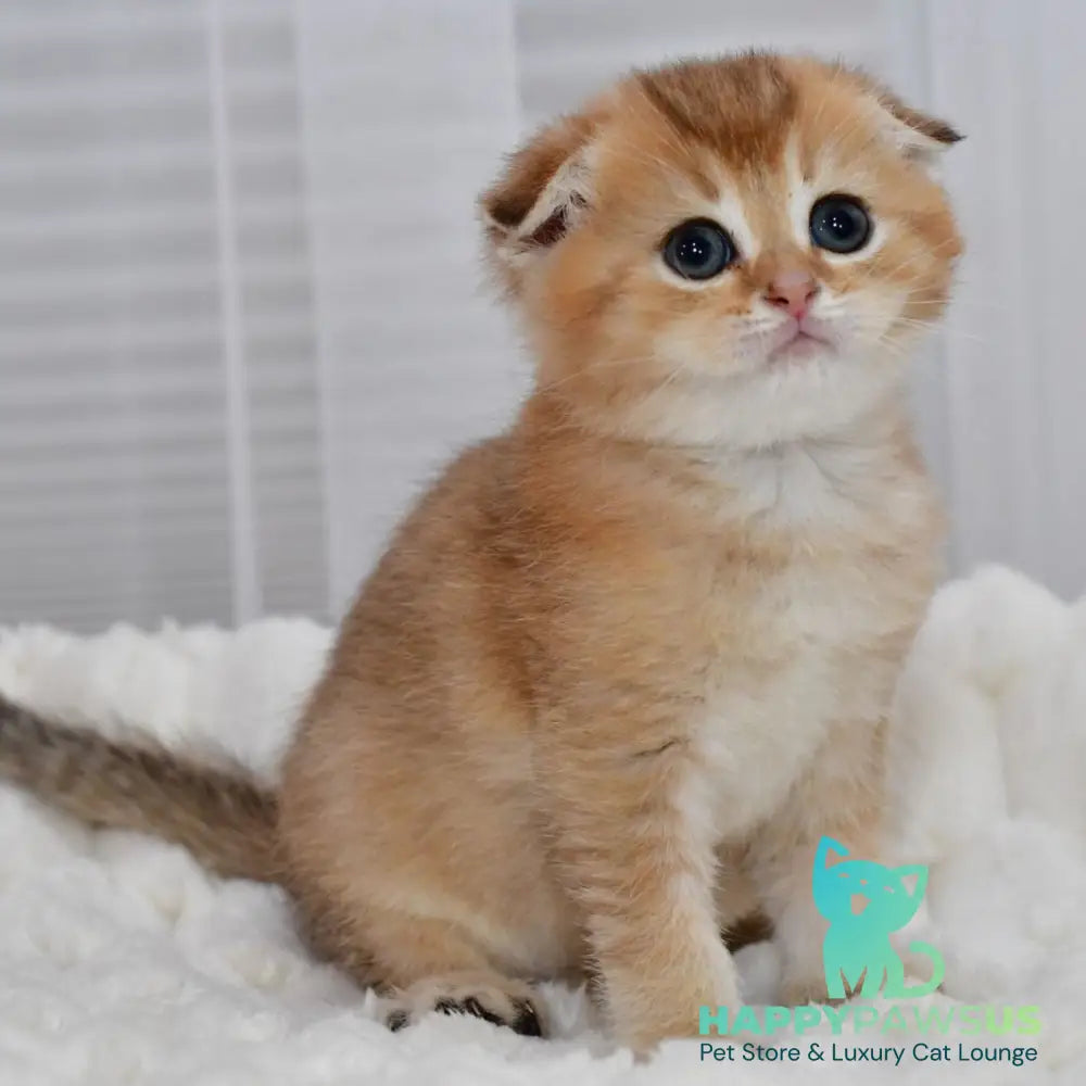 Nolan Scottish Fold male black golden shaded - live animals
