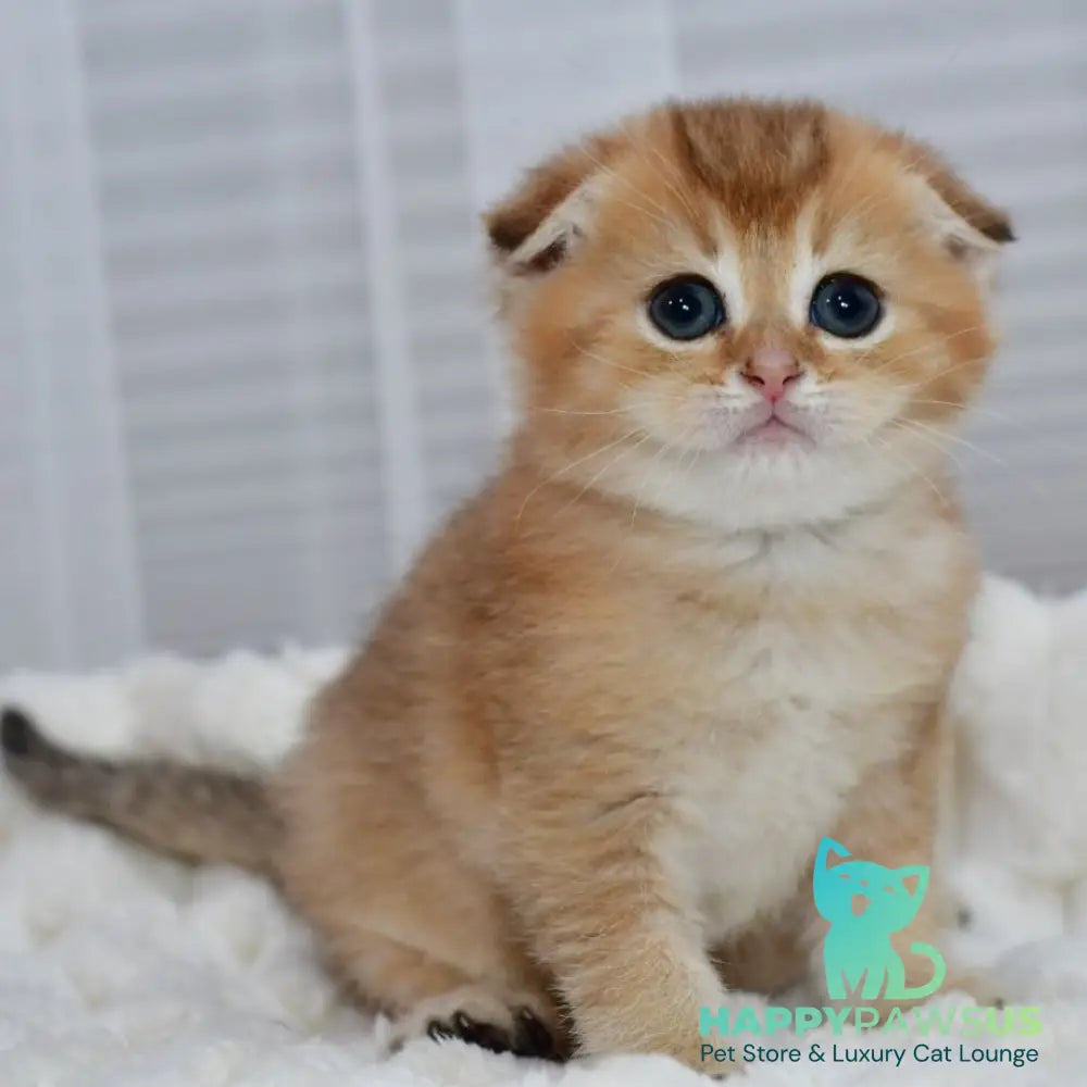 Nolan Scottish Fold male black golden shaded - live animals