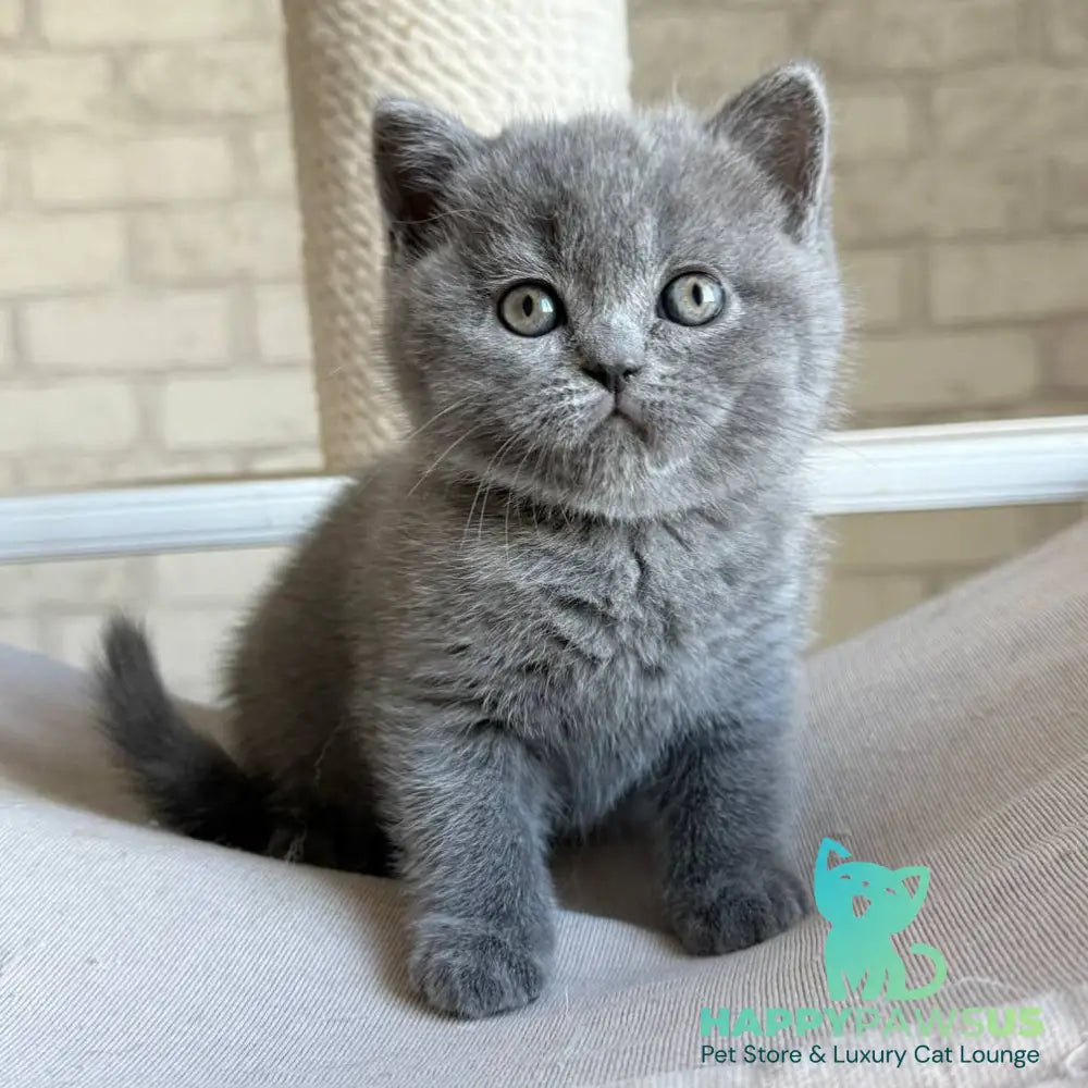 Nolan Scottish Straight male blue - live animals