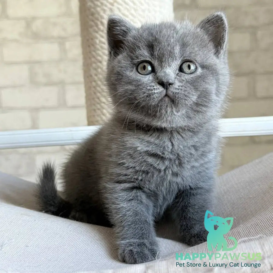 Nolan Scottish Straight male blue - live animals