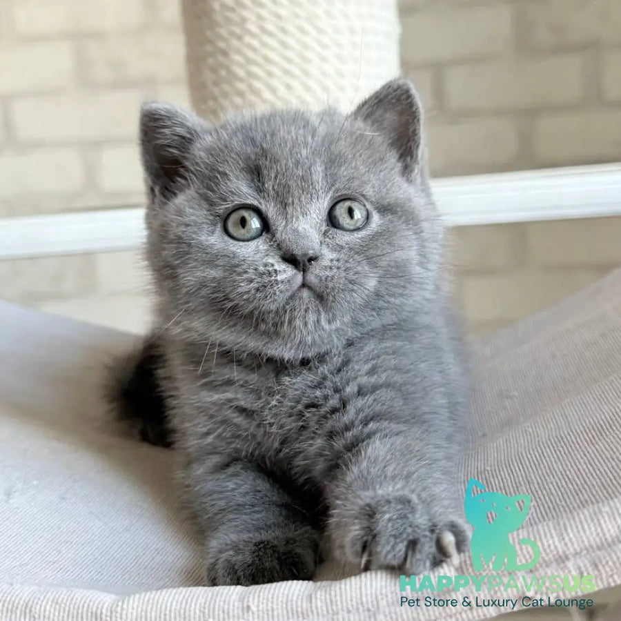 Nolan Scottish Straight male blue - live animals