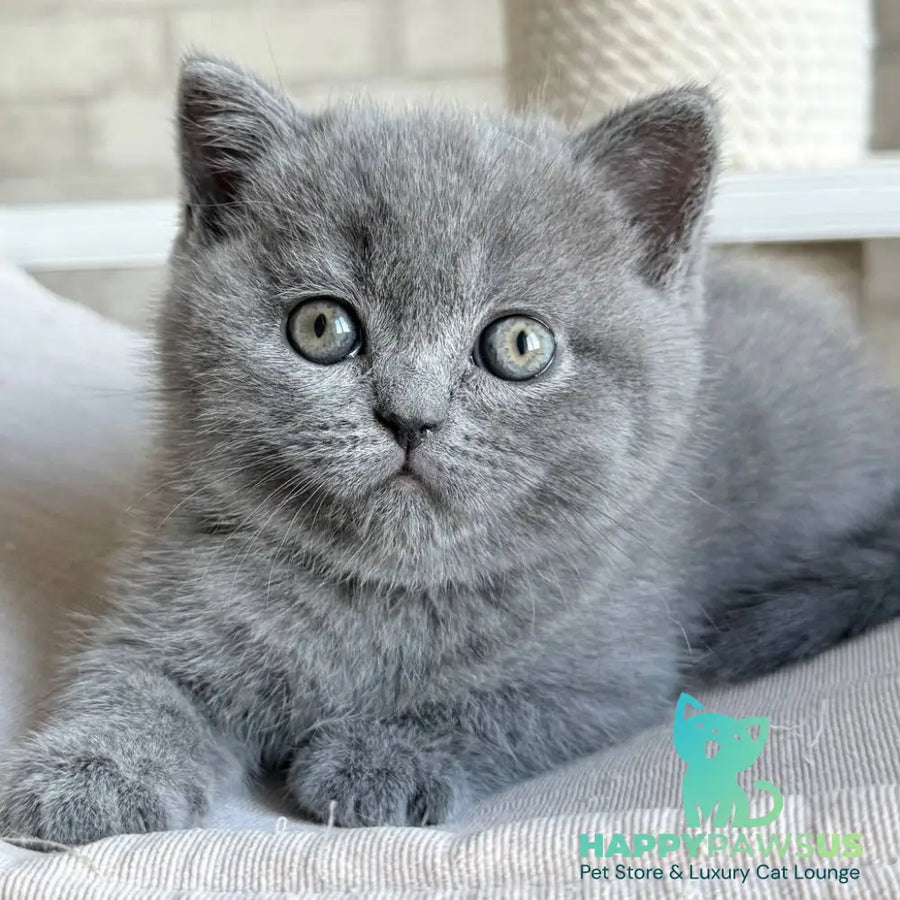 Nolan Scottish Straight male blue - live animals