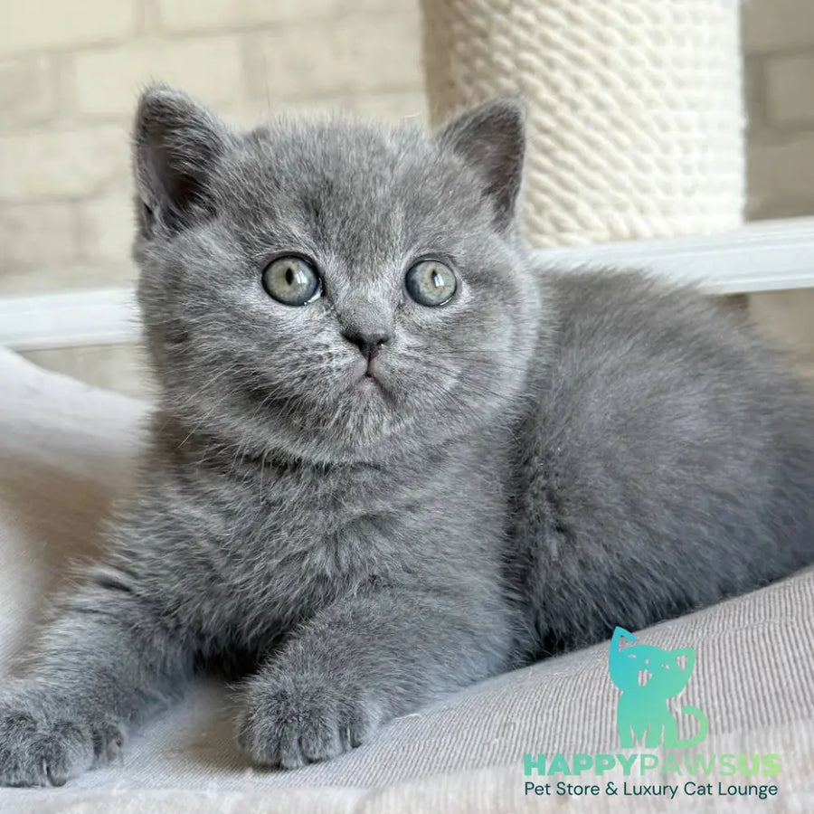 Nolan Scottish Straight male blue - live animals
