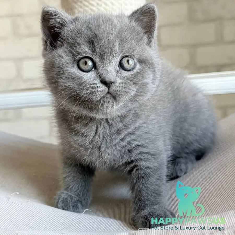 Nolan Scottish Straight male blue - live animals