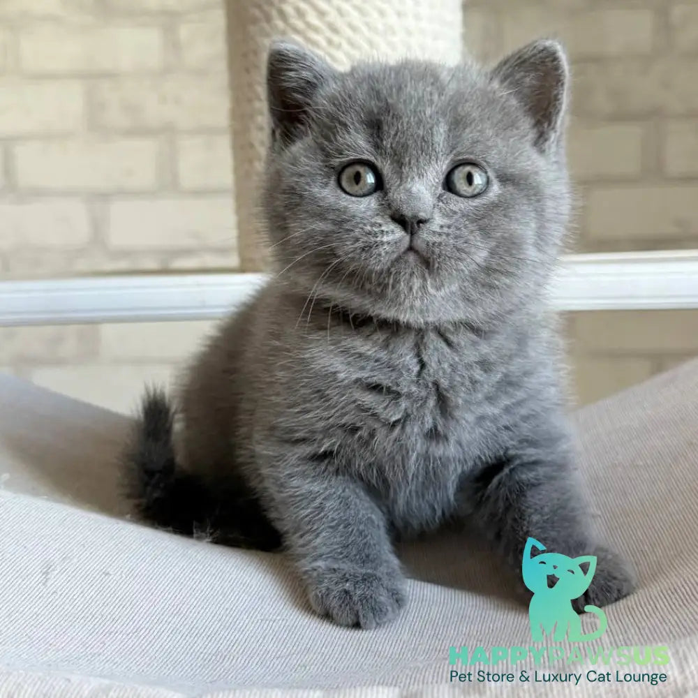 Nolan Scottish Straight male blue - live animals