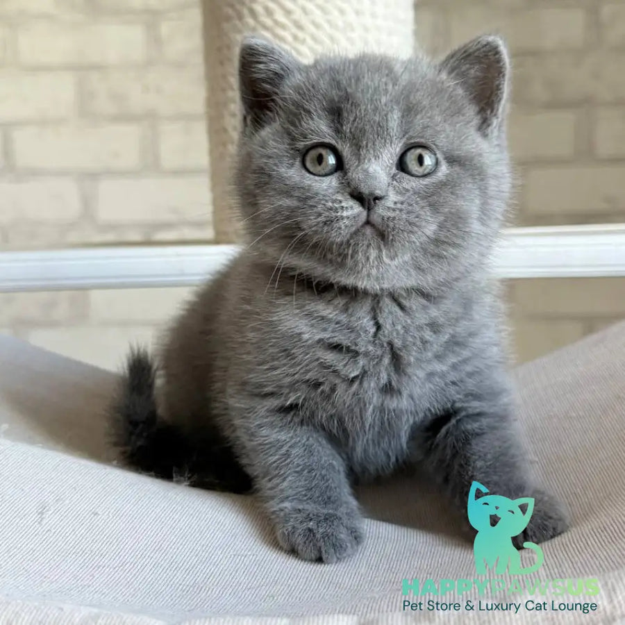 Nolan Scottish Straight male blue - live animals