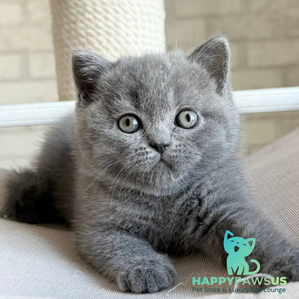 Nolan Scottish Straight male blue - live animals
