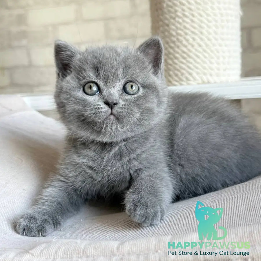 Nolan Scottish Straight male blue - live animals