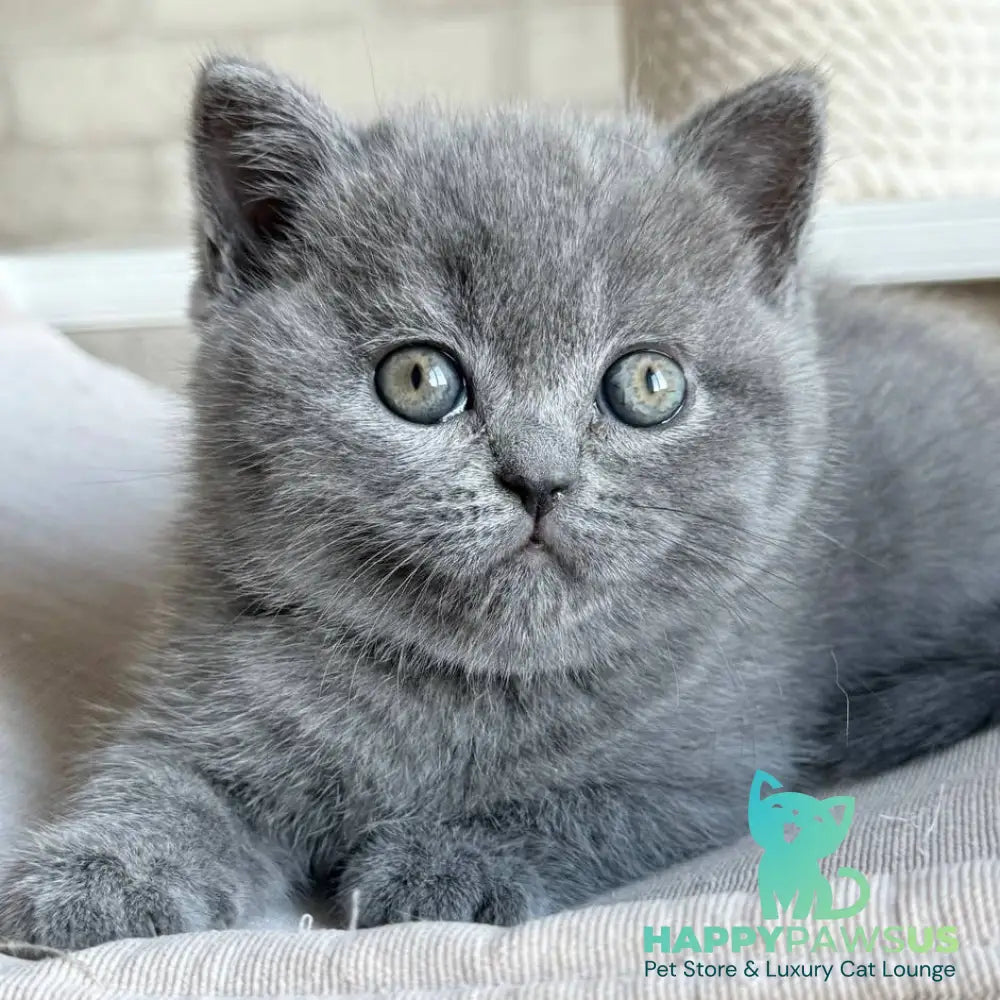 Nolan Scottish Straight male blue - live animals
