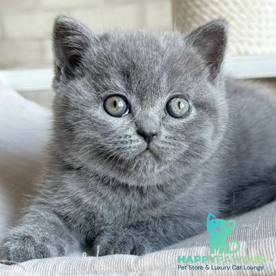 Nolan Scottish Straight male blue - live animals