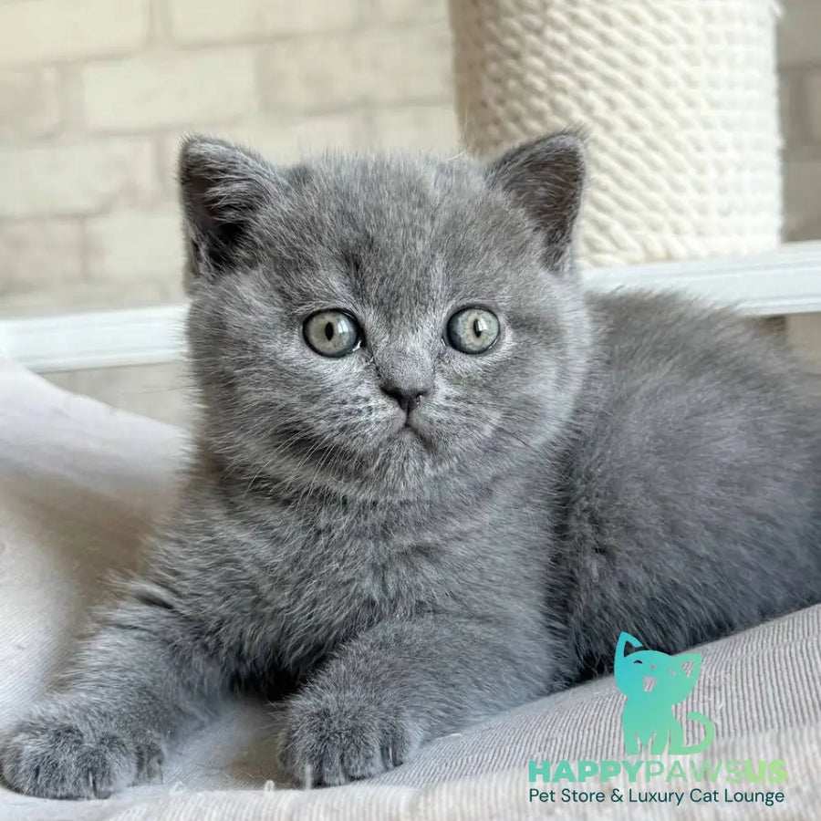 Nolan Scottish Straight male blue - live animals