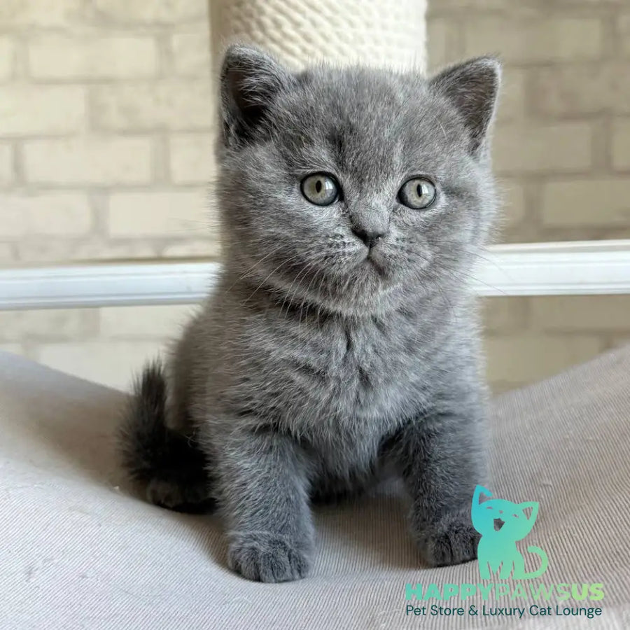 Nolan Scottish Straight male blue - live animals