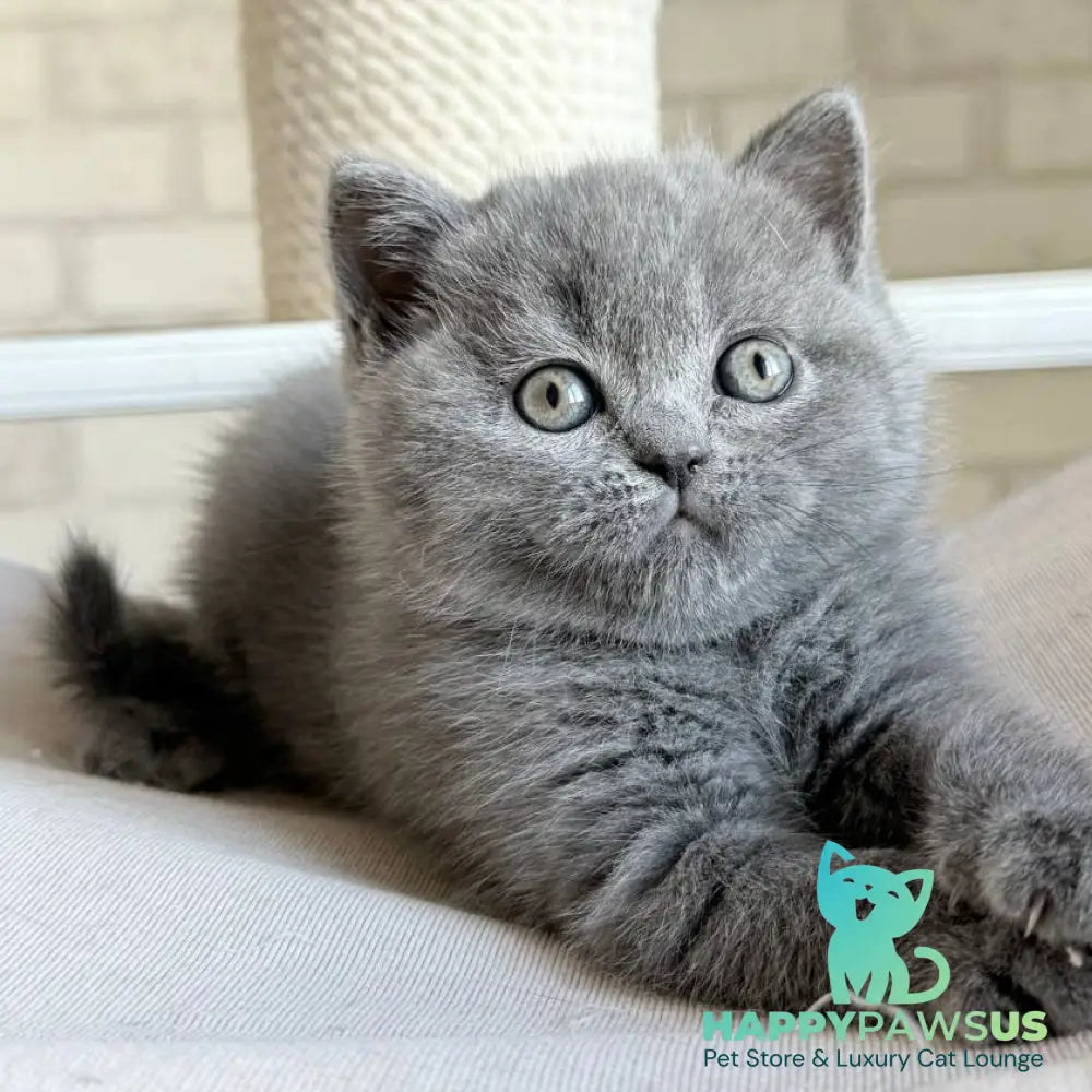 Nolan Scottish Straight male blue - live animals