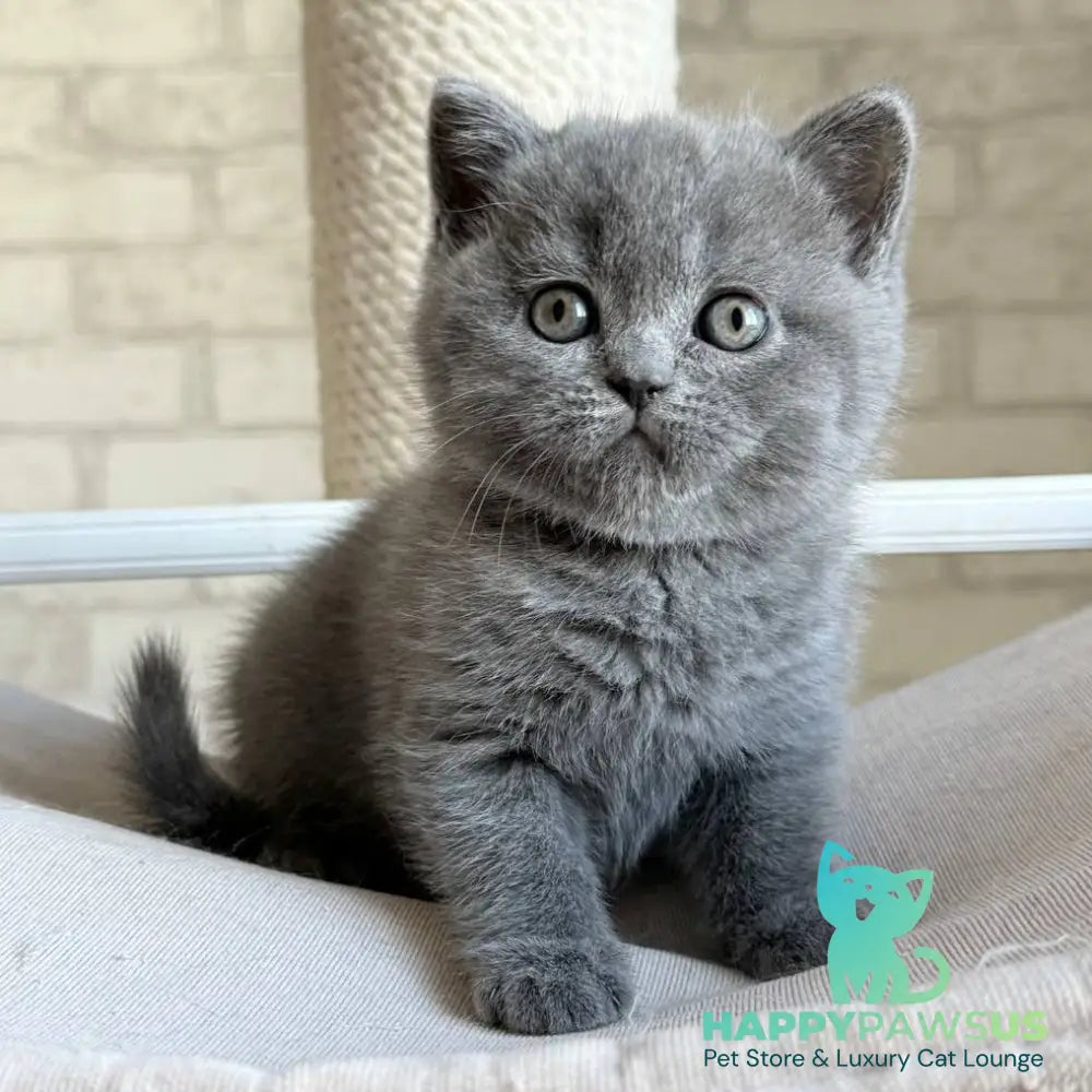 Nolan Scottish Straight male blue - live animals