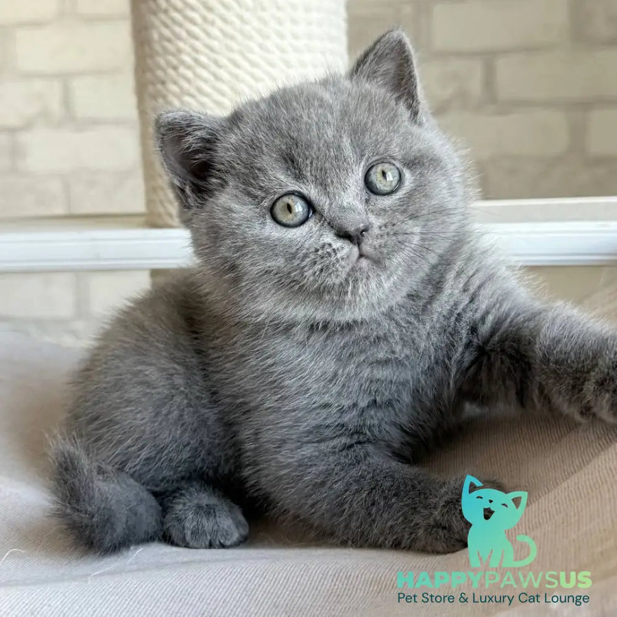 Nolan Scottish Straight male blue - live animals