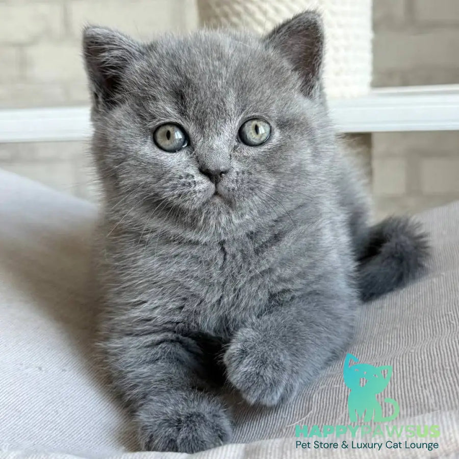 Nolan Scottish Straight male blue - live animals