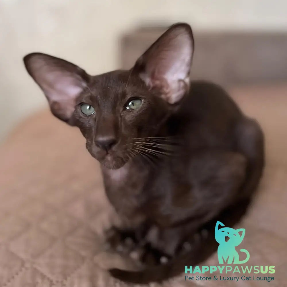 Nolik Oriental Shorthair male chocolate - live animals