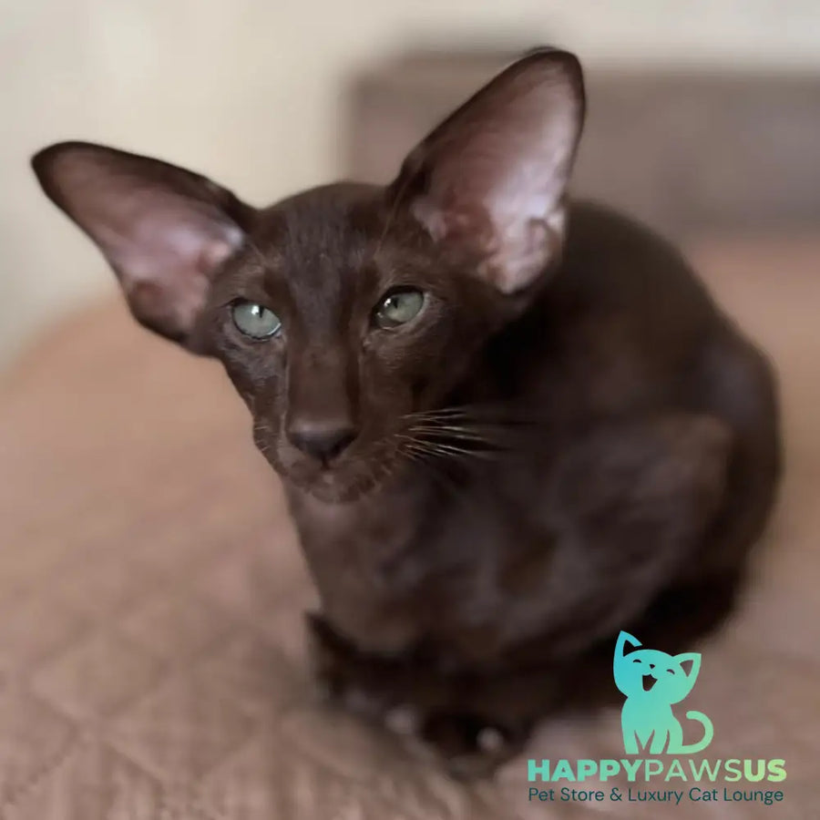 Nolik Oriental Shorthair male chocolate - live animals