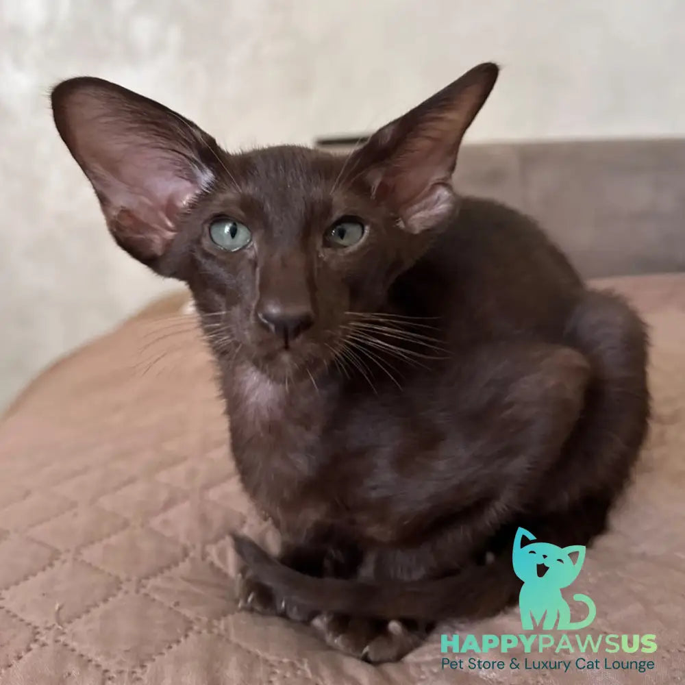 Nolik Oriental Shorthair male chocolate - live animals
