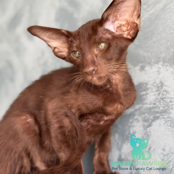 Nolik Oriental Shorthair male chocolate - live animals