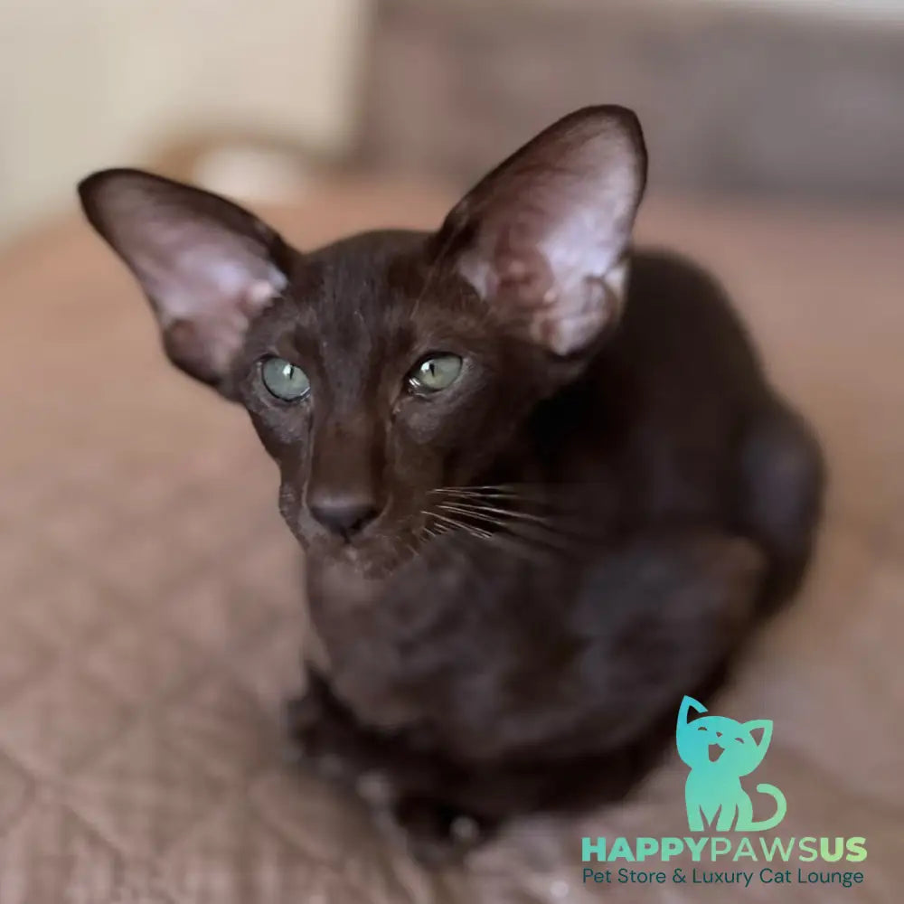 Nolik Oriental Shorthair male chocolate - live animals