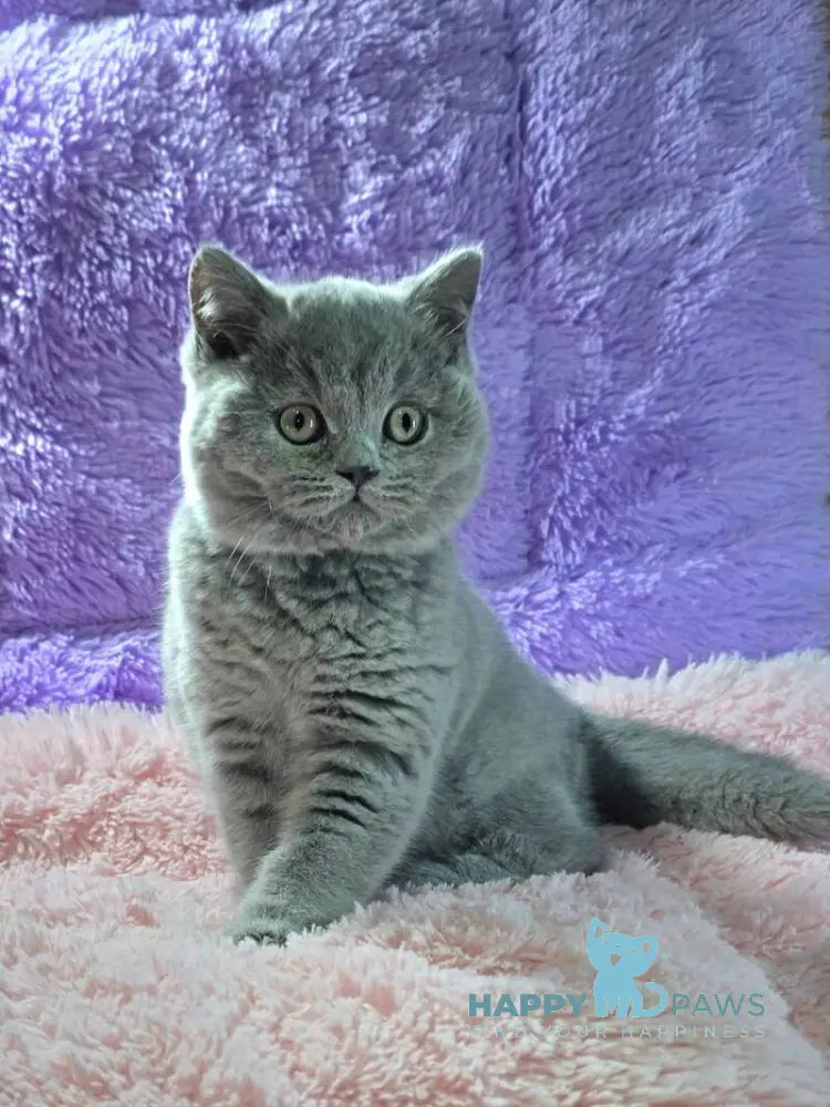 Nolla British Shorthair female blue live animals