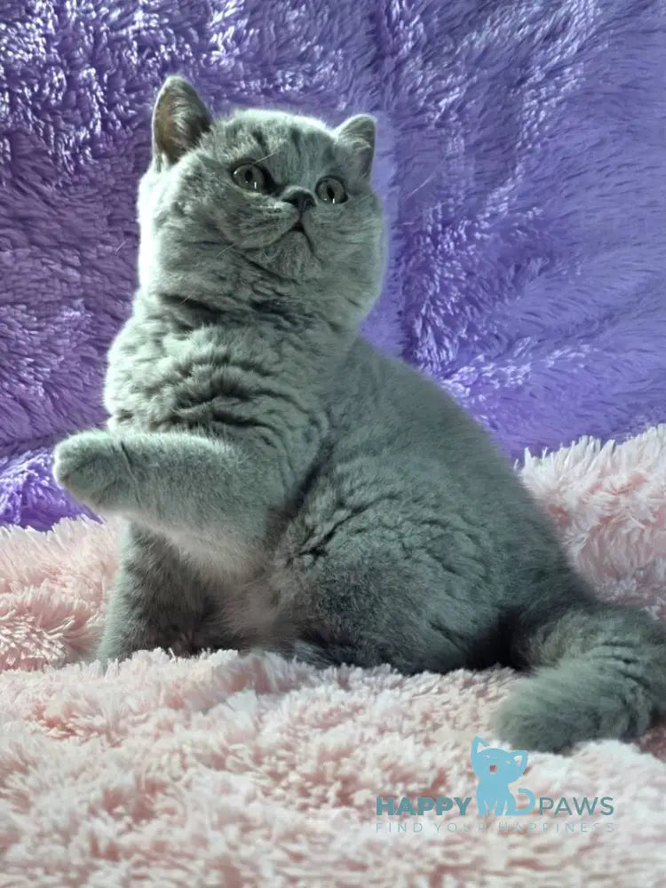 Nolla British Shorthair female blue live animals