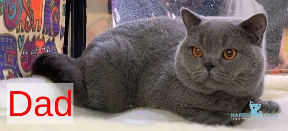 Nolla British Shorthair female blue live animals