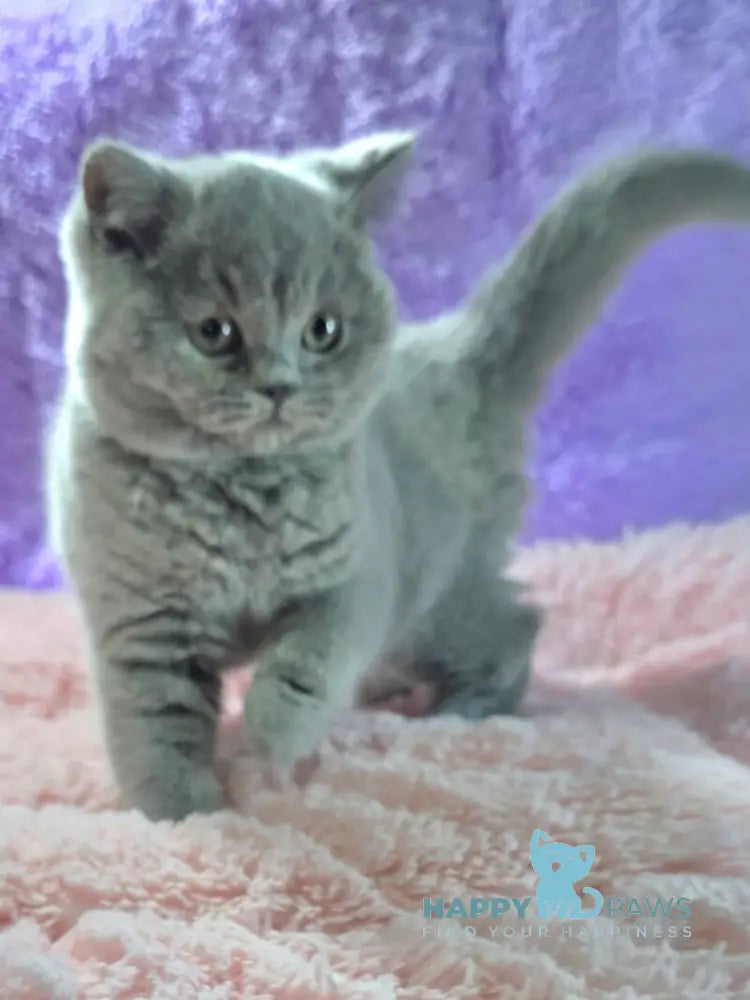 Nolla British Shorthair female blue live animals