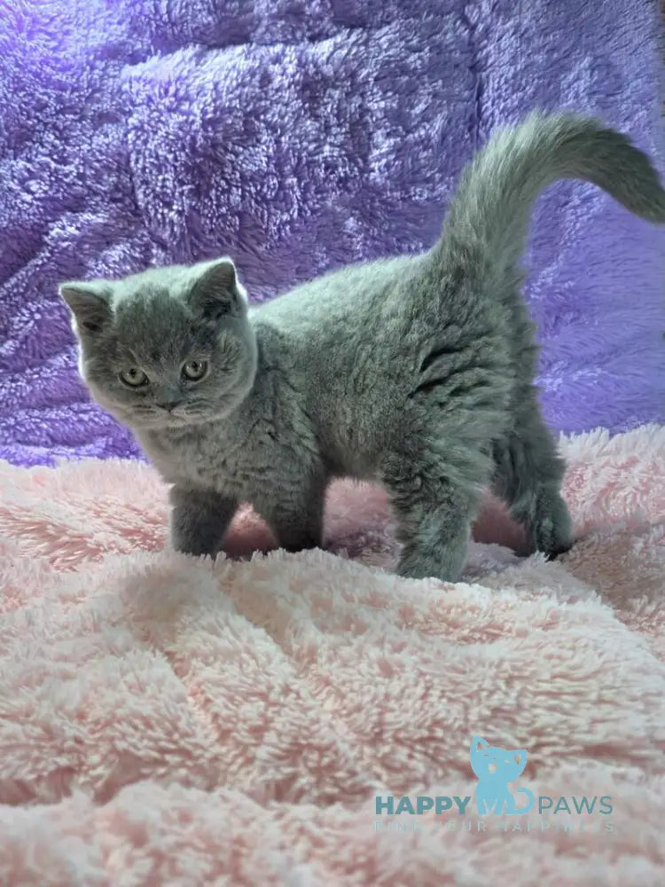Nolla British Shorthair female blue live animals