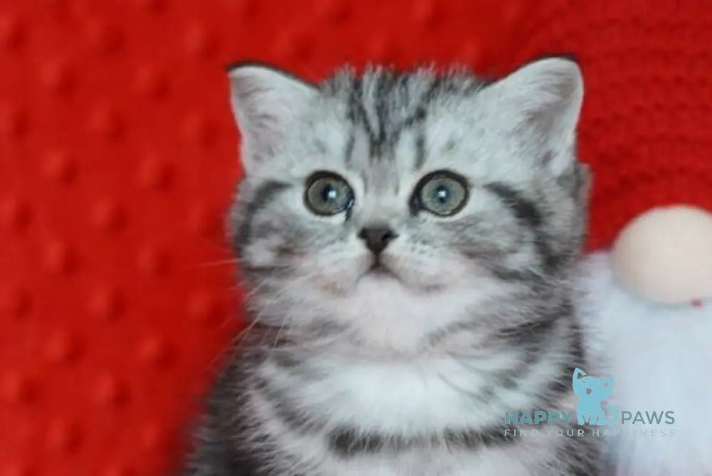 Nolla Scottish Straight female black silver tabby live animals