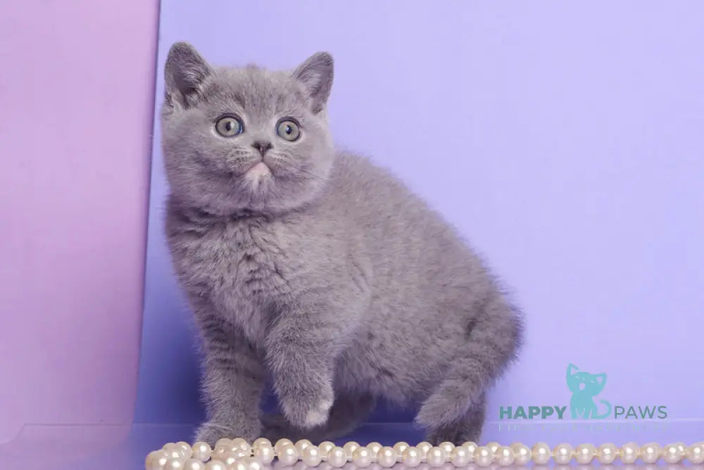 Nona British Shorthair female blue tortie live animals