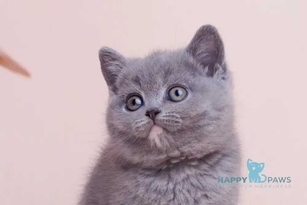 Nona British Shorthair female blue tortie live animals