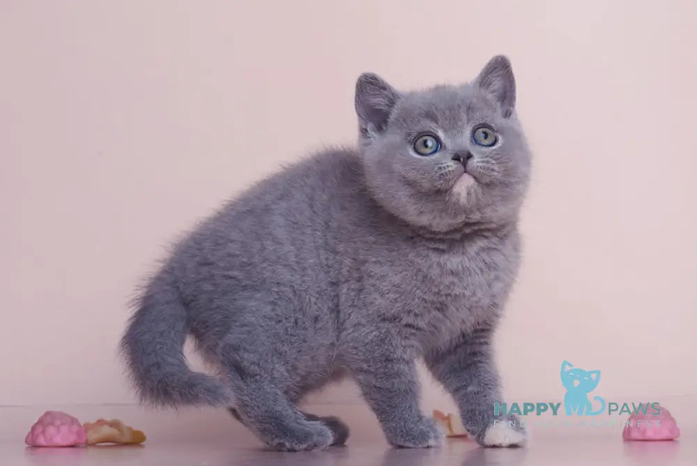 Nona British Shorthair female blue tortie live animals