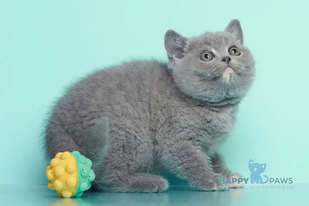 Nona British Shorthair female blue tortie live animals