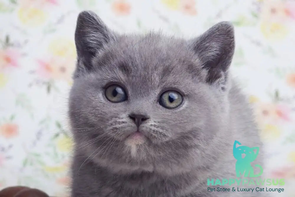 Nona British Shorthair female blue tortie live animals