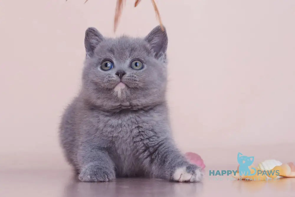 Nona British Shorthair female blue tortie live animals
